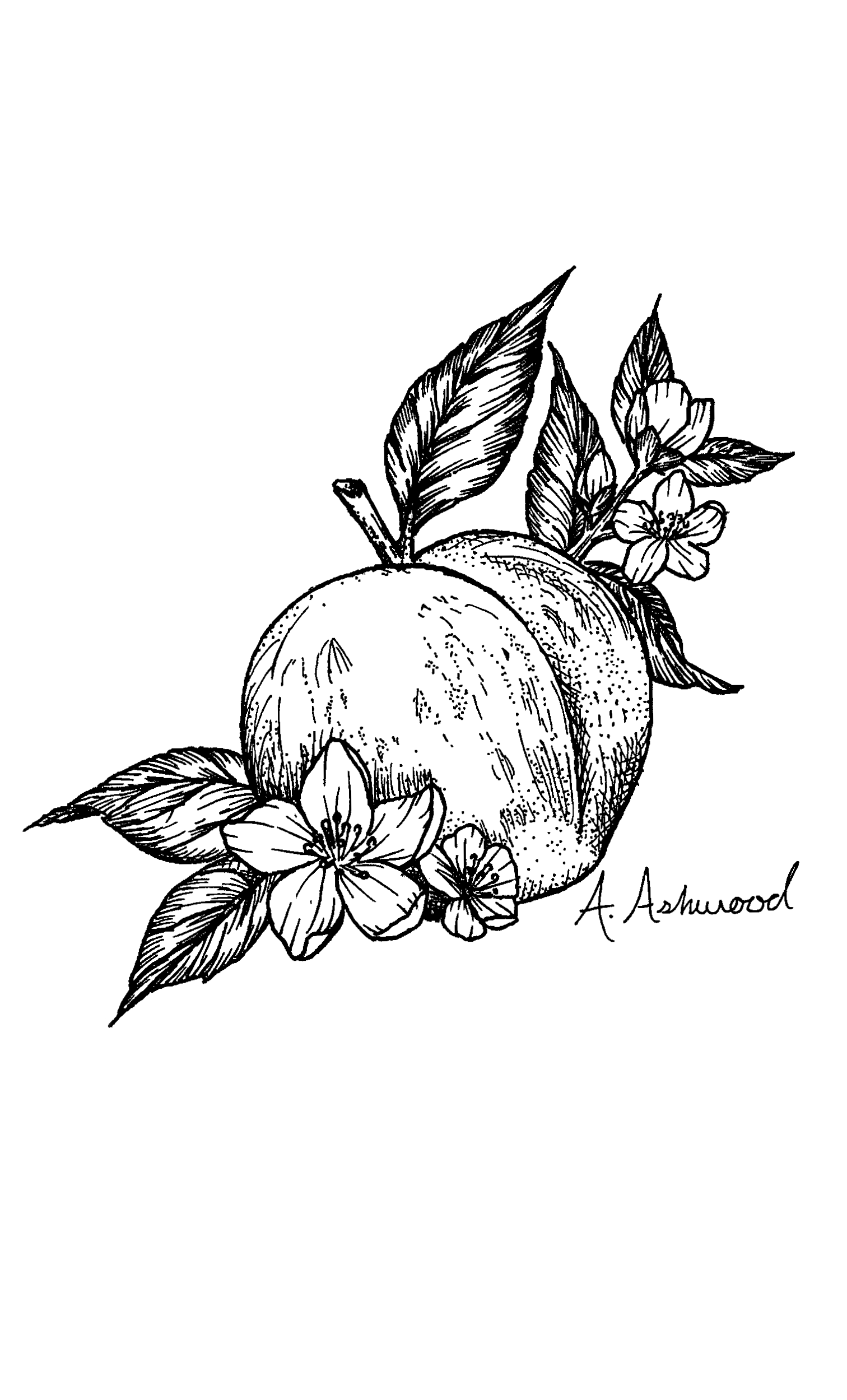 Peach Blossom Sticker